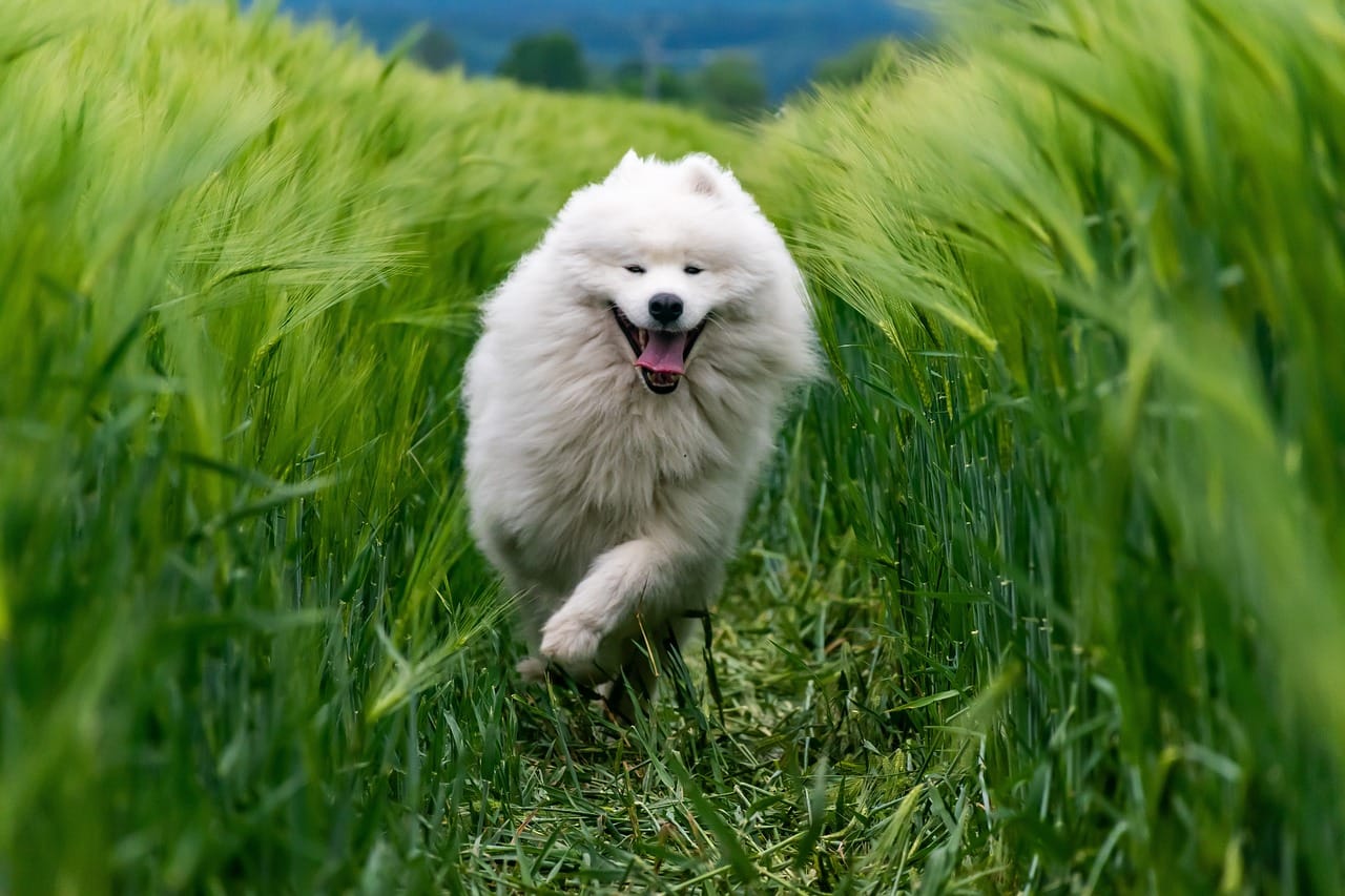 Quels Légumes Sont Bons Pour Votre Chien : Les Meilleurs Verts Canins