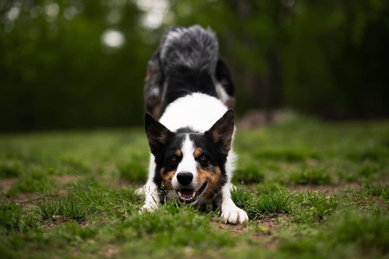 Pourquoi est-il essentiel de choisir la meilleure nourriture sèche pour chiens ?