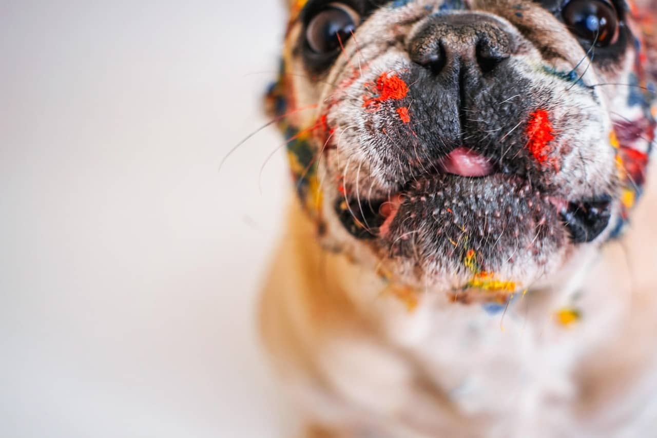 soins des ses animaux et temps perso comment gérer les deux