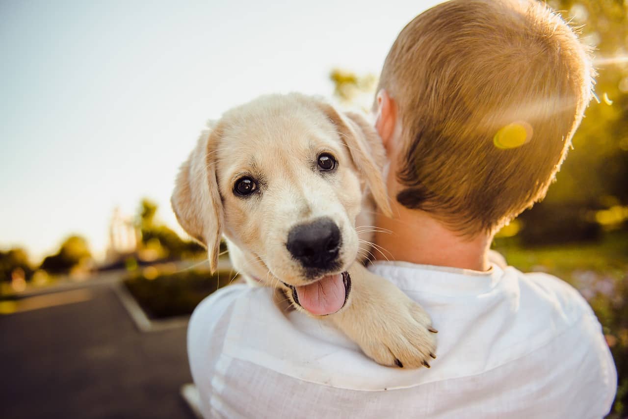 10 Additifs Sains pour Améliorer la Nutrition des Croquettes de Votre Chien