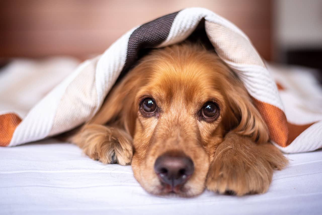 Comment Maintenir un Chien Senior en Bonne Santé : Exercice et Récupération