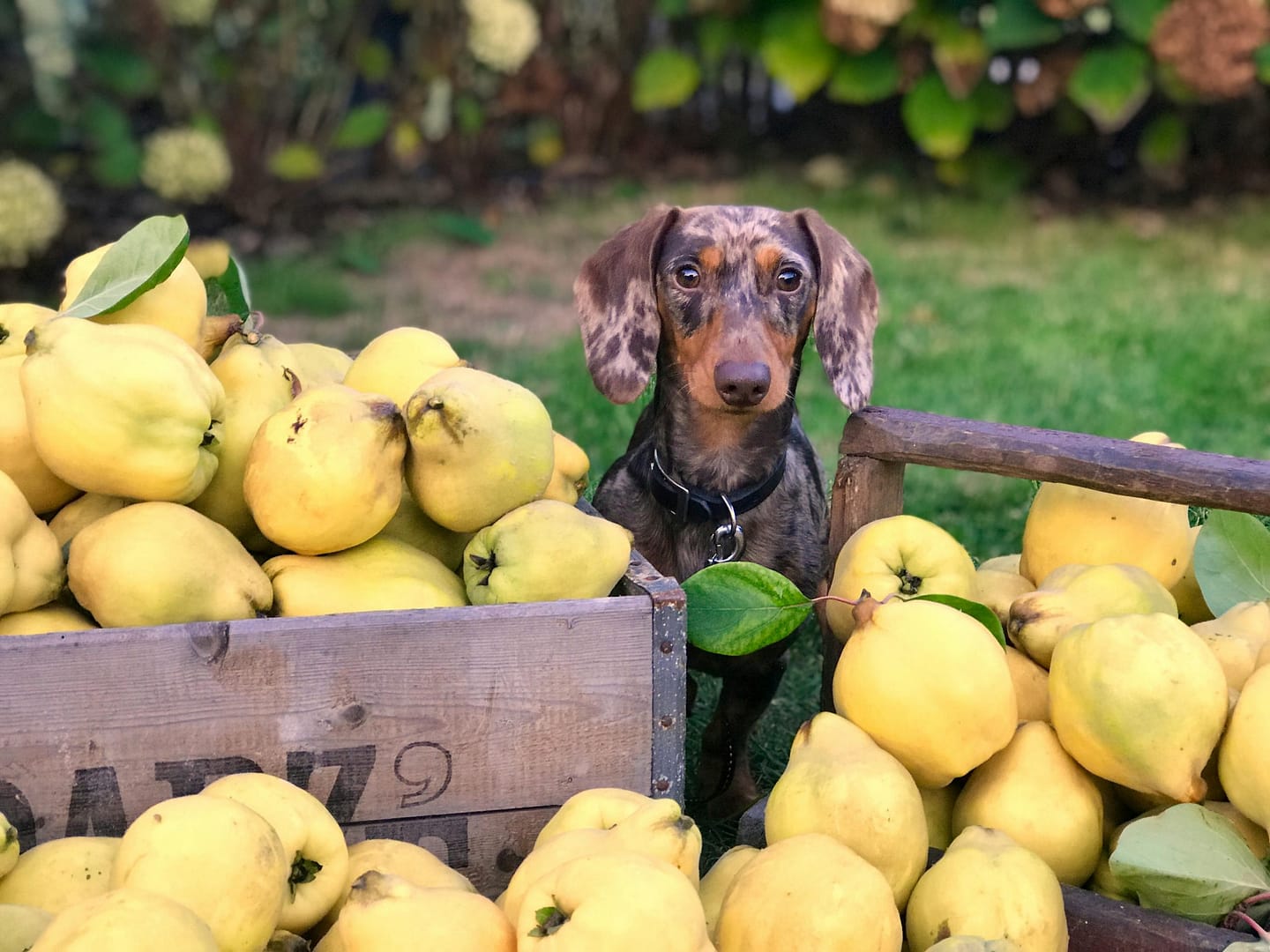 12 fruits bon pour votre chien
