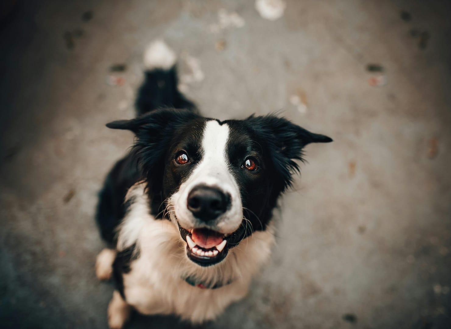 Comprendre les allergies alimentaires chez le chien : Assurez le bien-être et la santé de votre compagnon