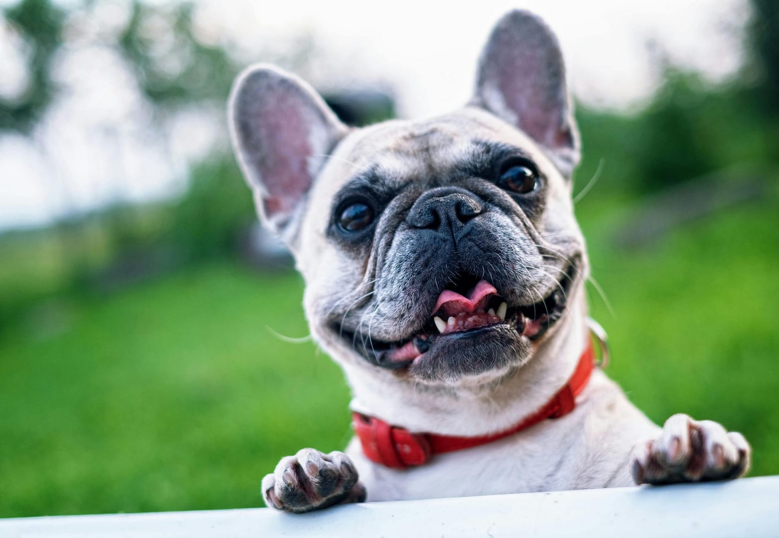 Les Aliments Sains pour Votre Chien à Savourer lors de Votre Prochain Barbecue