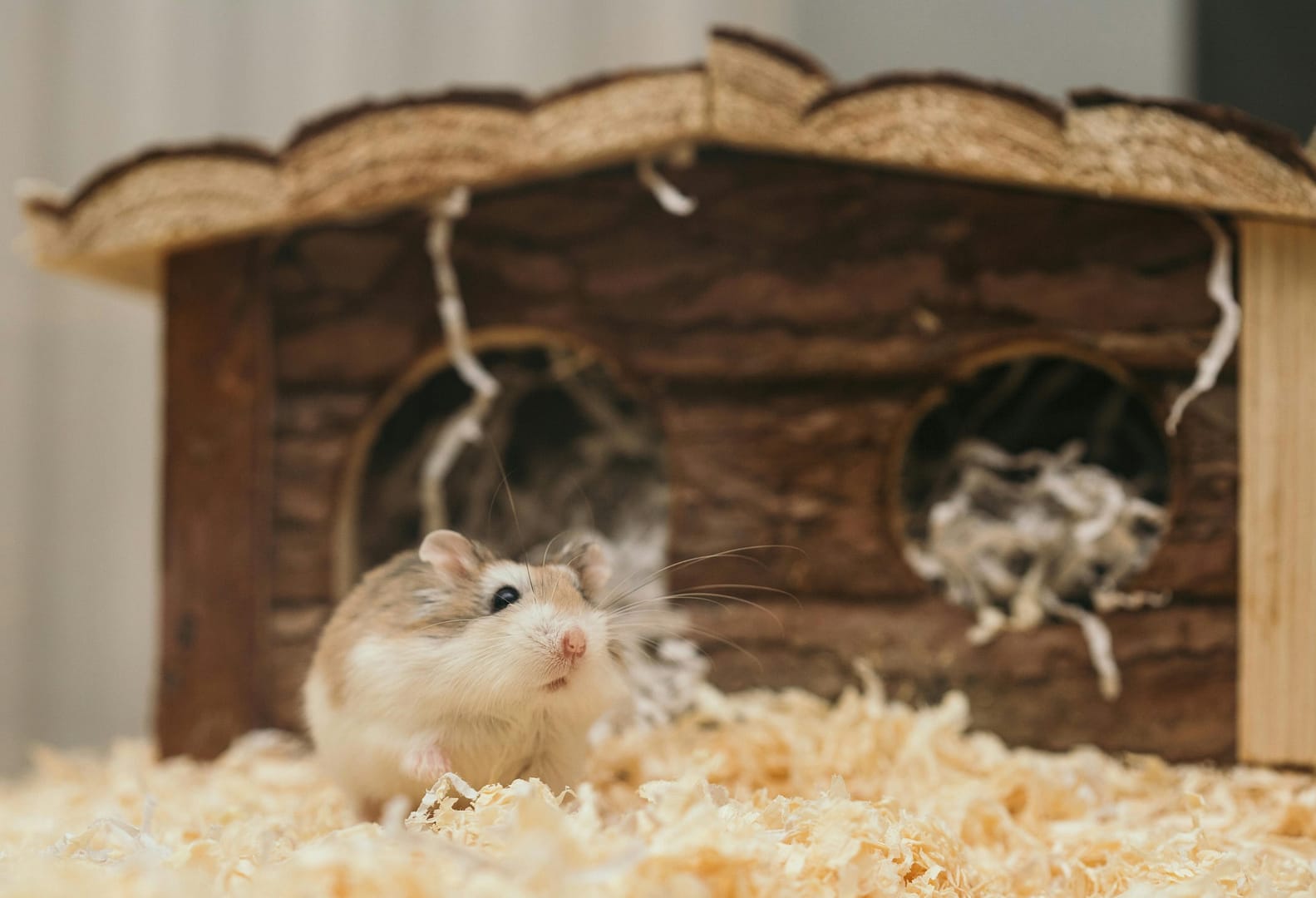 Mon hamster mord, que faire ? Guide complet pour comprendre et corriger ce comportement