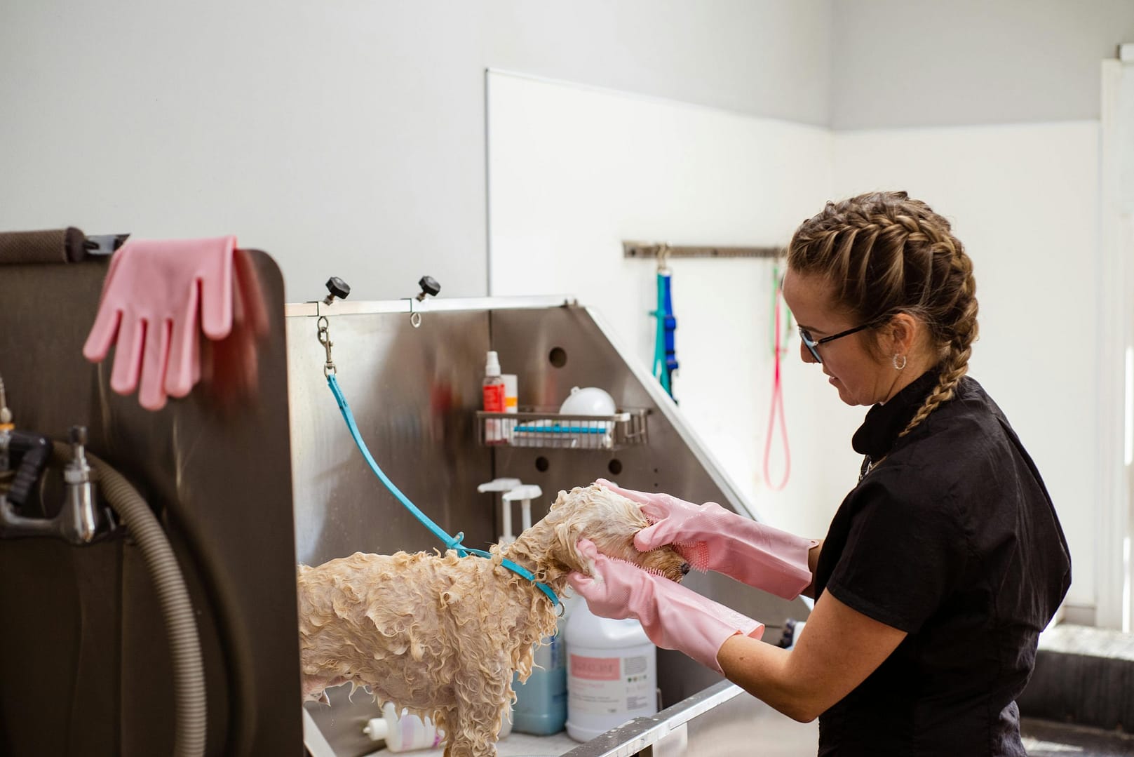 quel shampoing pour chien utiliser
