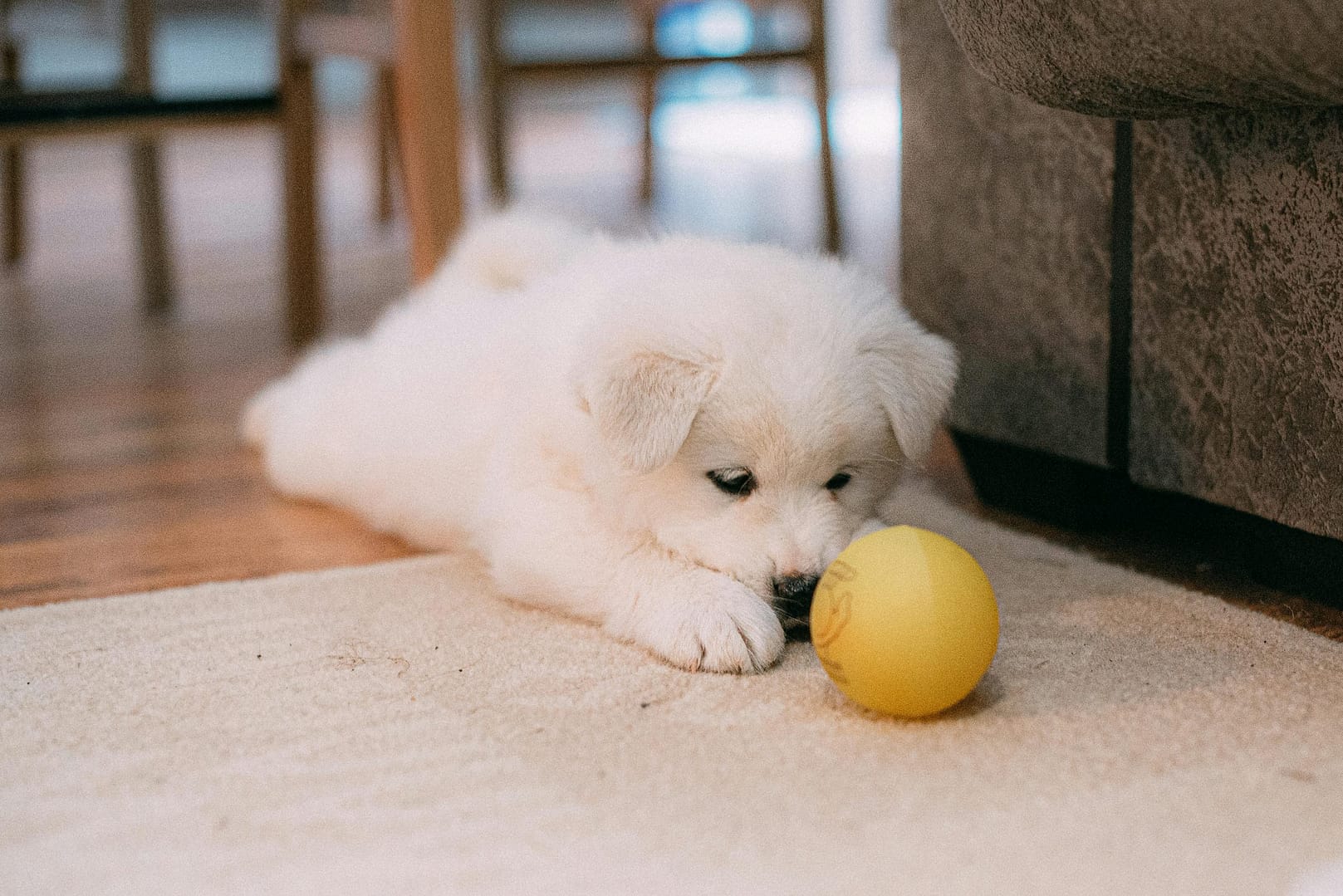 5 jeux de balle a faire avec son chien