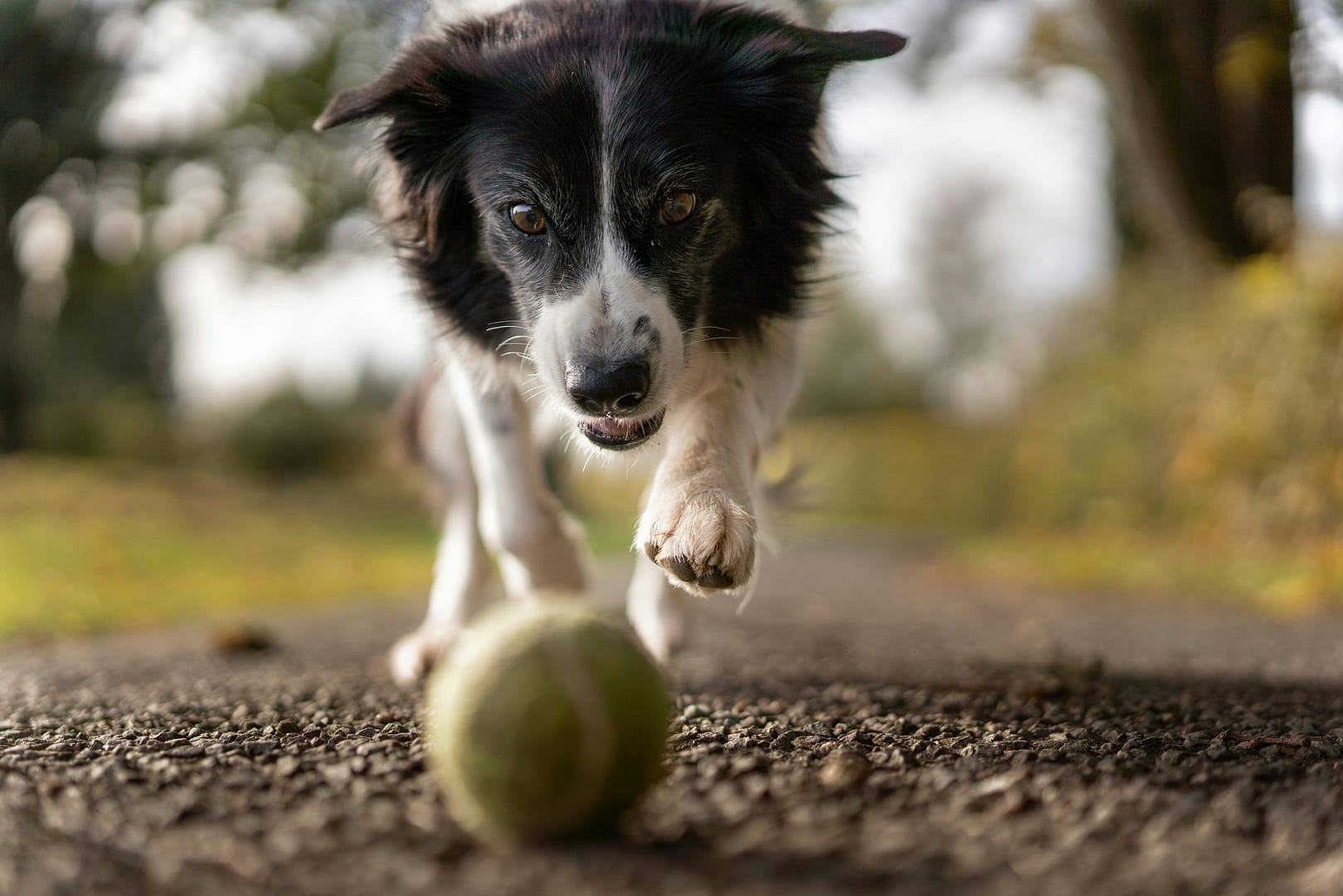 Réduire le poids de votre chien : Conseils d’experts pour des résultats durables