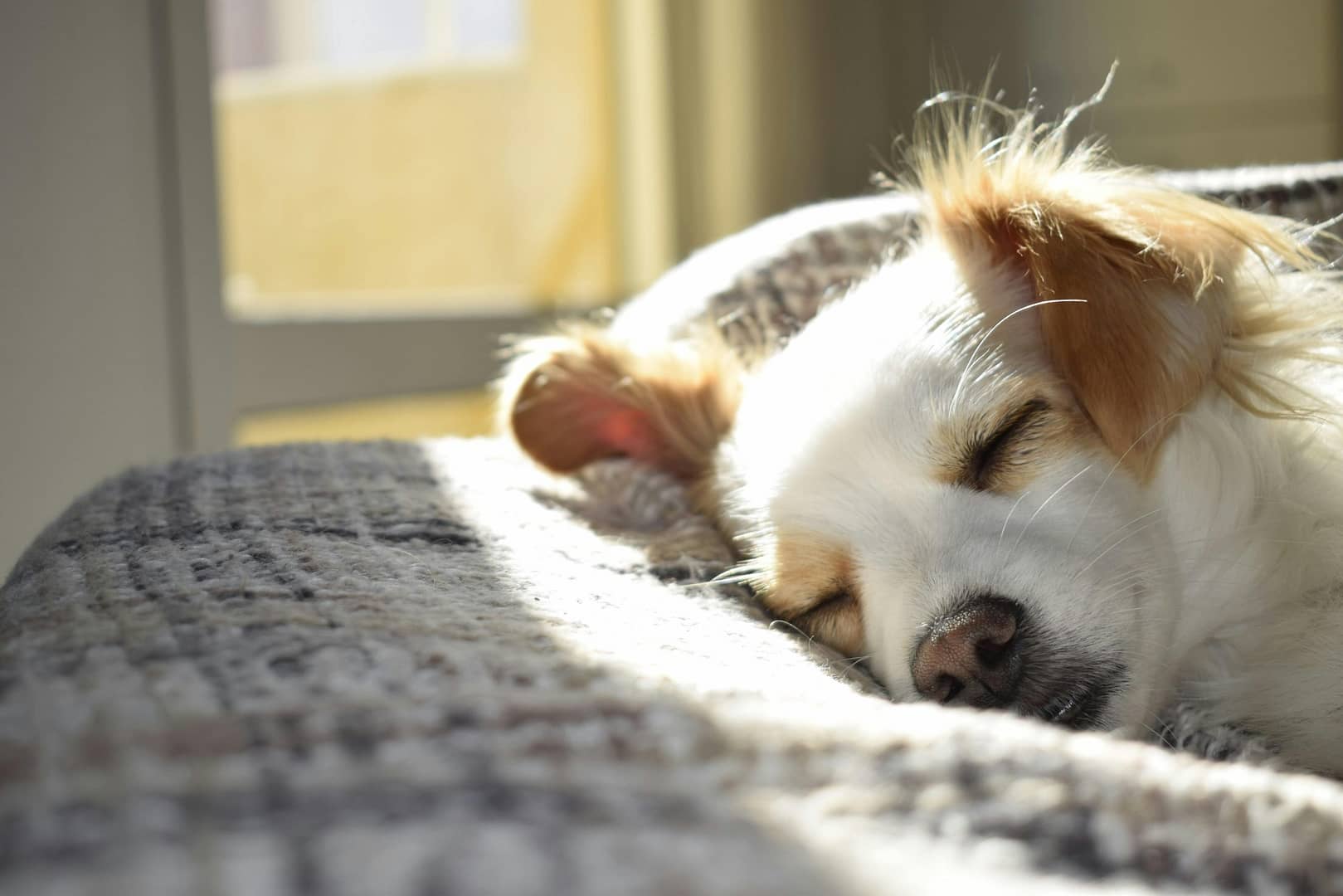 10 raisons de bien choisir l'alimentation de votre chien