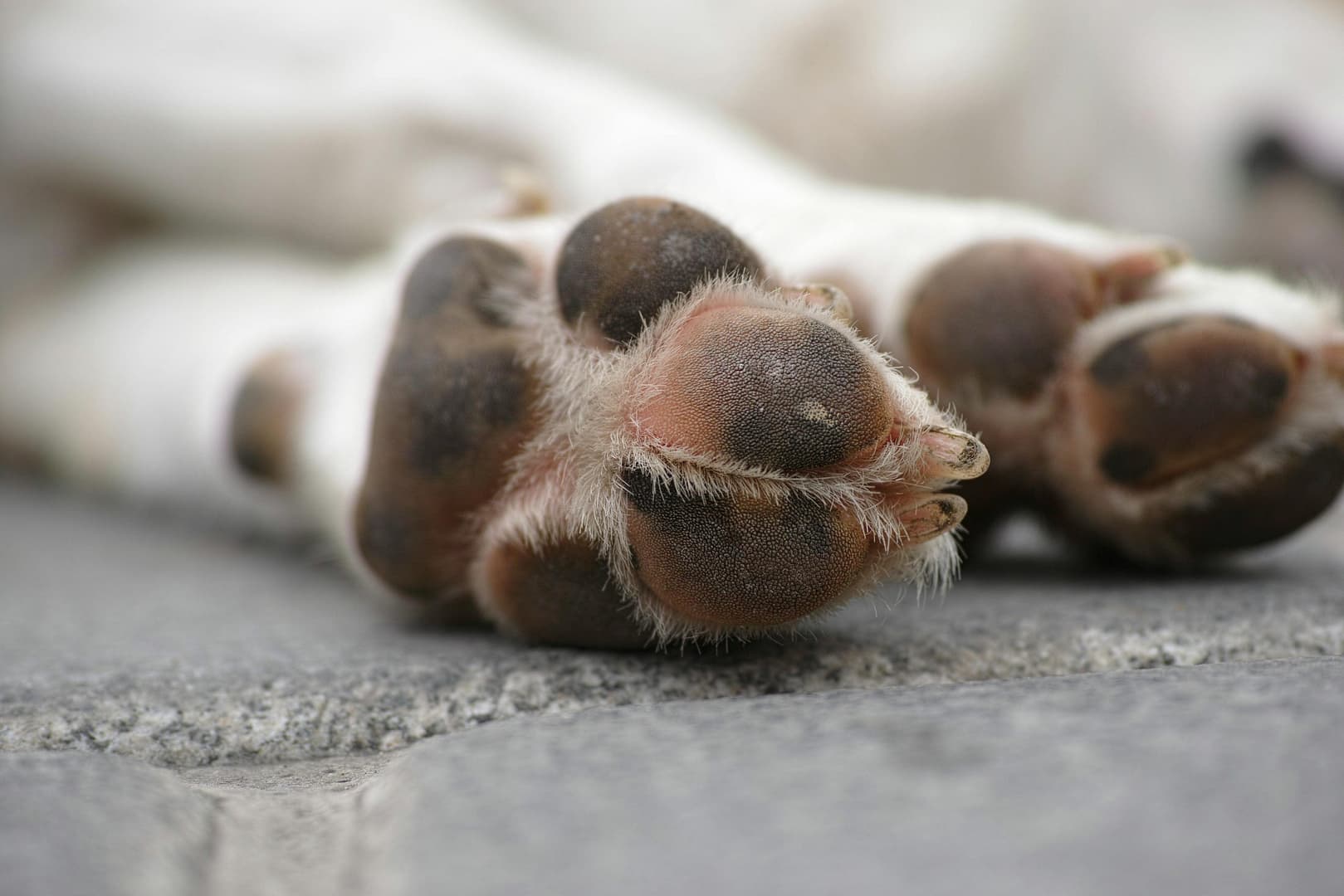 meilleurs baume pour chien