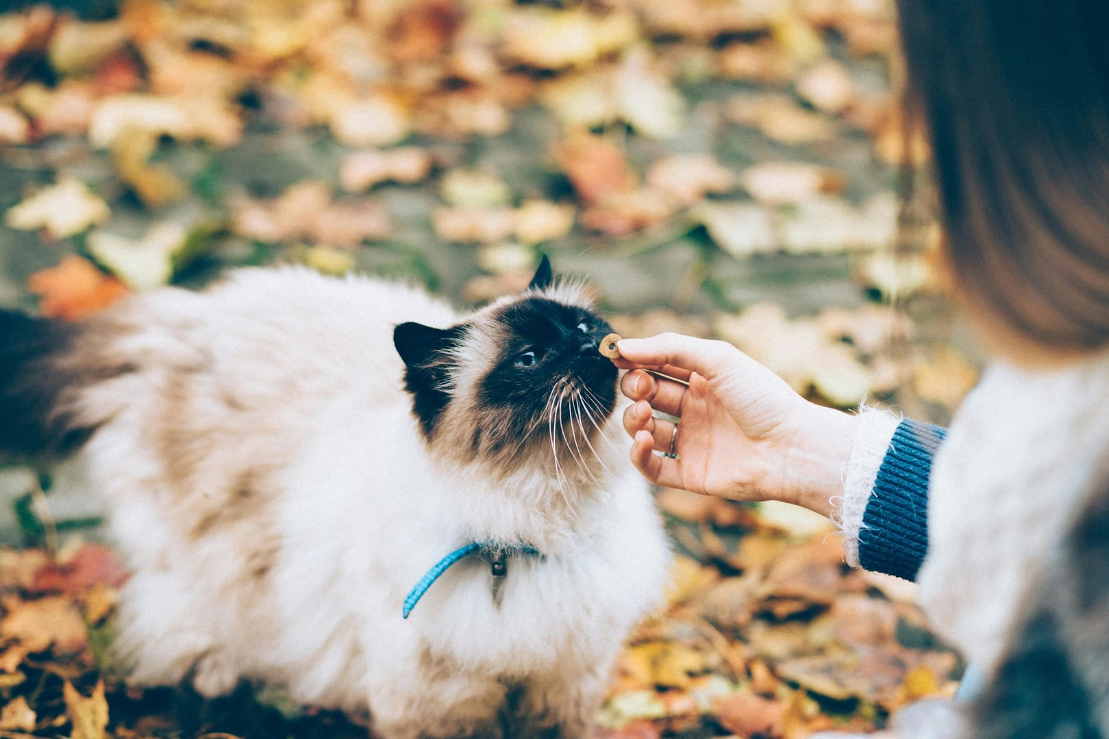 comment nourrir votre chat
