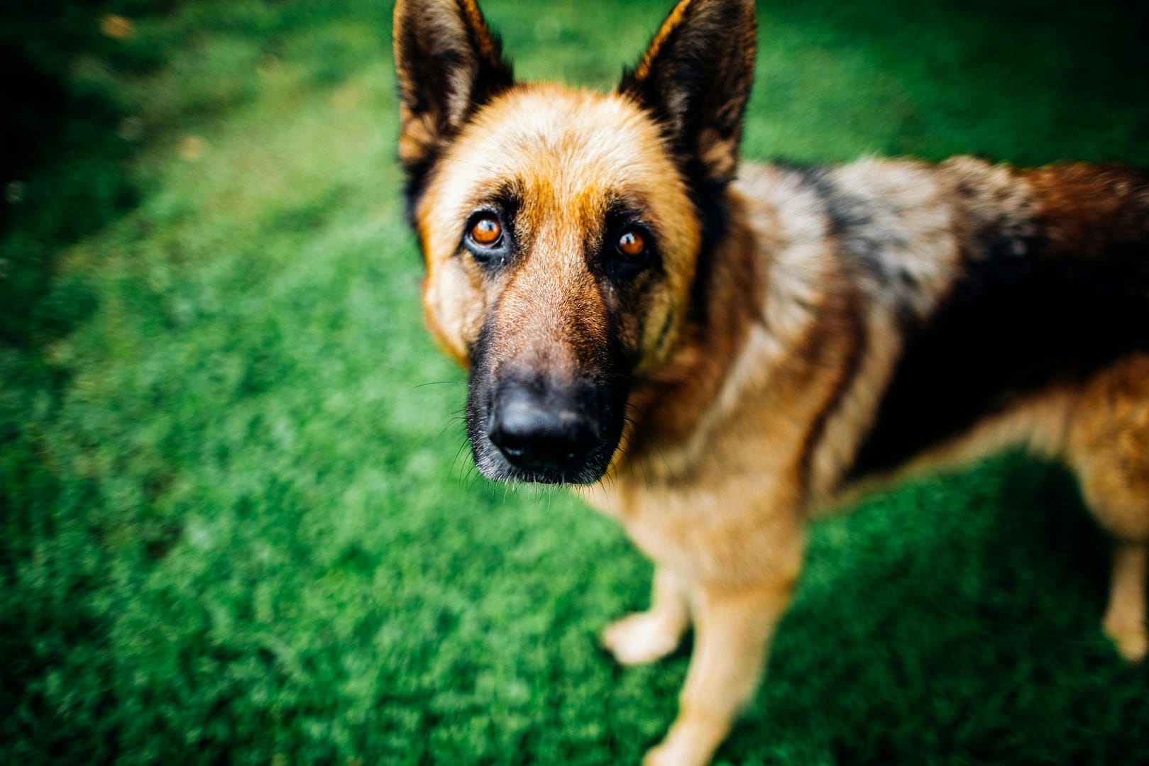race chien assistance