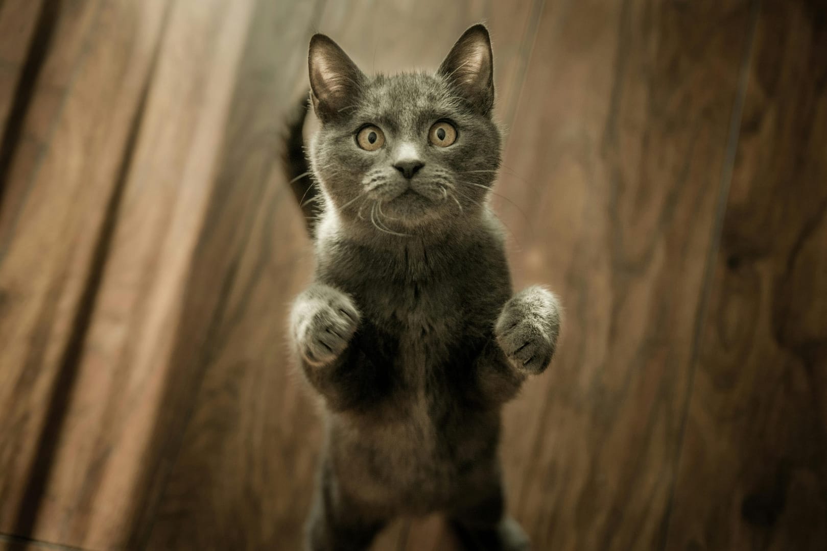5 raisons viande chat