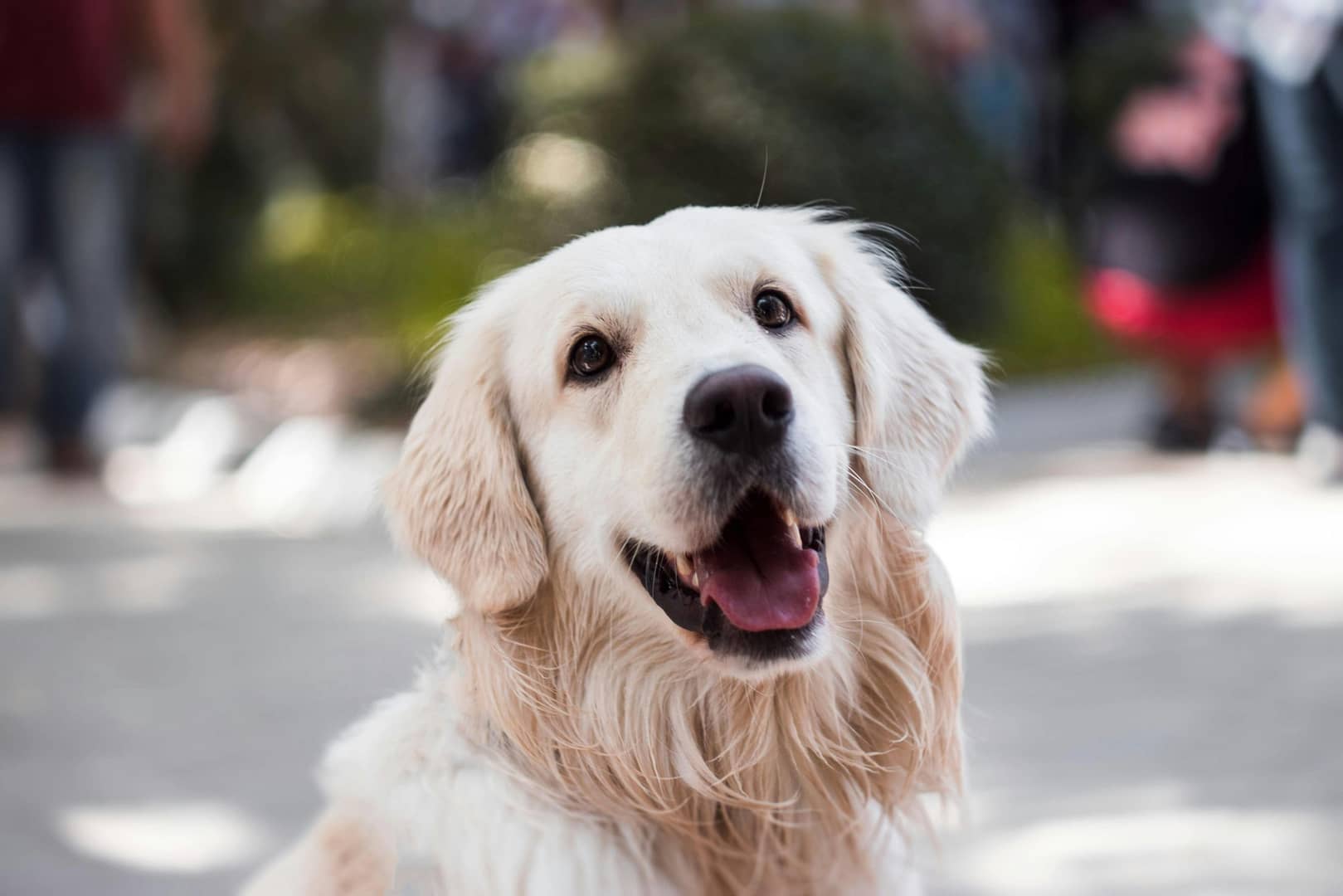 Découvrez notre guide complet pour les propriétaires d'animaux de compagnie afin d'identifier et réduire les allergènes cachés dans la maison. Conseils pratiques, astuces pour un environnement sain et solutions durables pour améliorer votre bien-être et celui de vos animaux. Optimisez votre santé dès aujourd'hui !