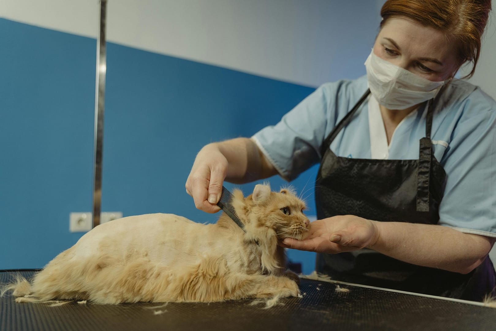 shampoing pour chat