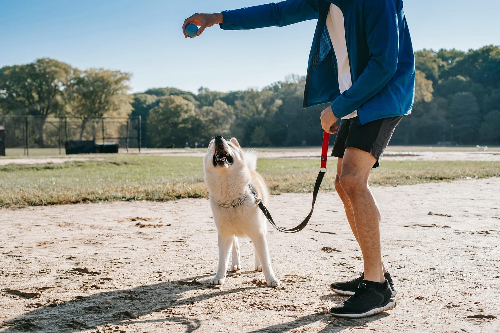bienfait promenade chien