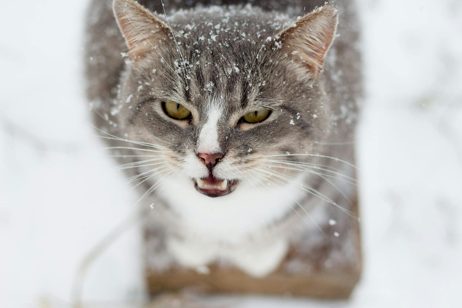 Pourquoi mon chat miaule-t-il tout le temps ? Les causes et solutions expliquées par un vétérinaire