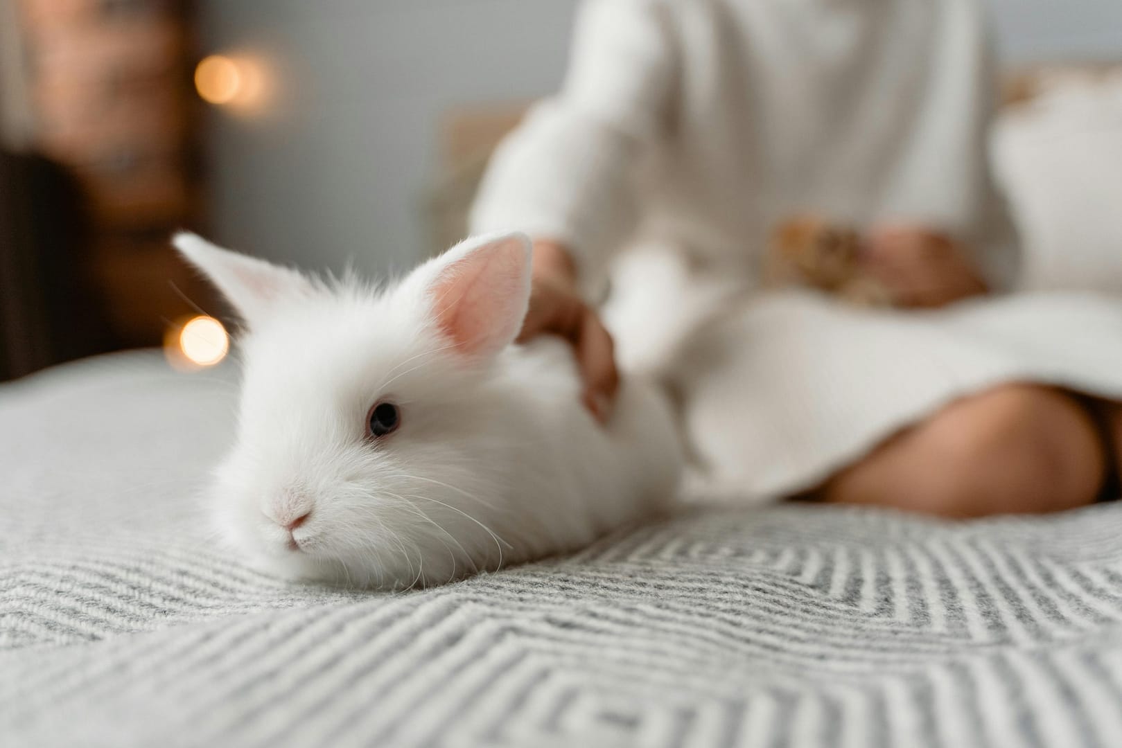 Comment couper les griffes d'un lapin sans stress : Techniques vétérinaires approuvées