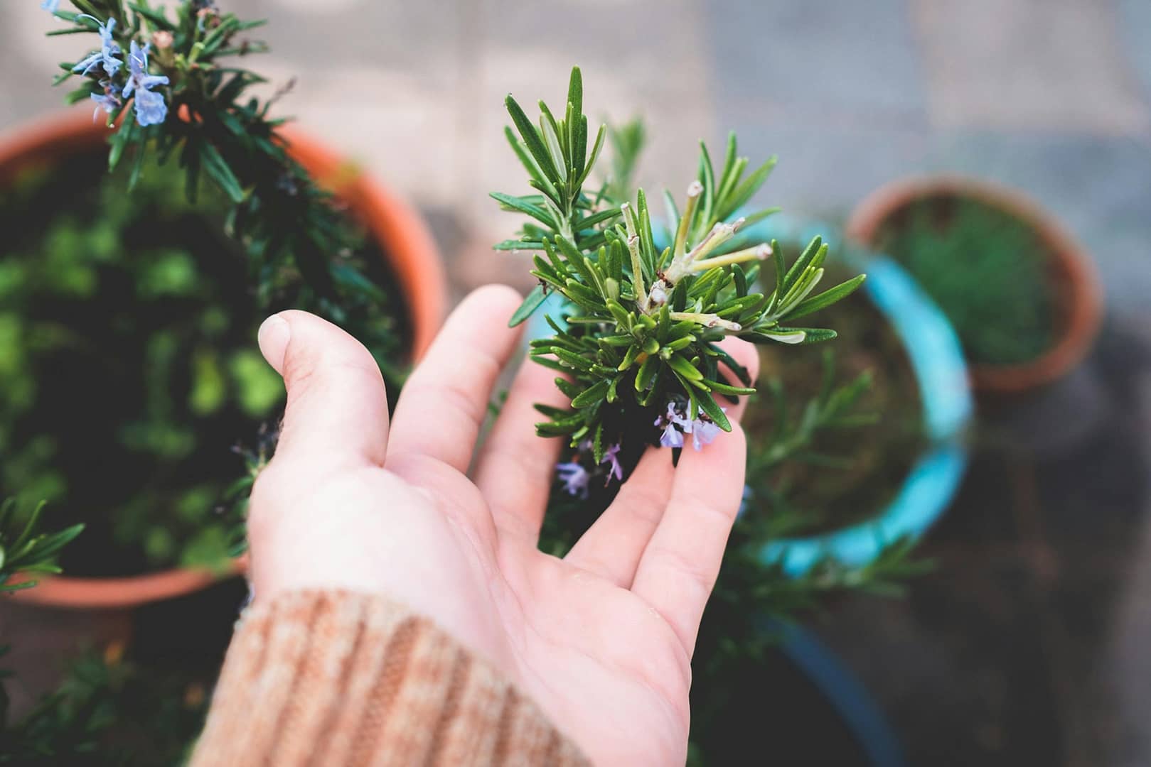 Les bienfaits de la tisane de romarin sur la digestion : Un allié naturel pour votre confort digestif