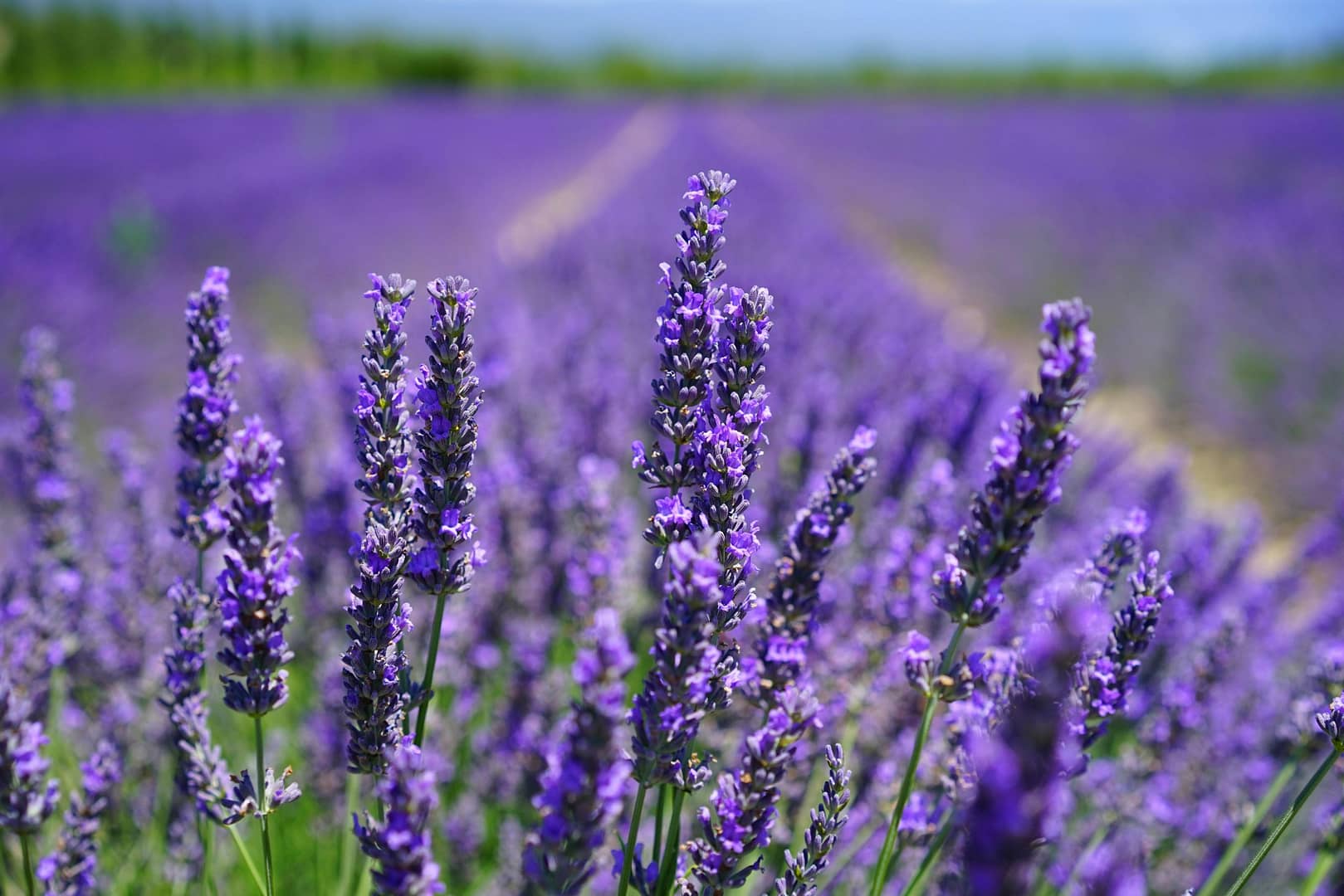Huile essentielle de lavande : utilisations au quotidien pour votre bien-être naturel