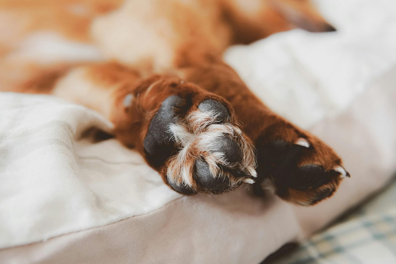 Chien qui lèche ses pattes : causes et solutions naturelles