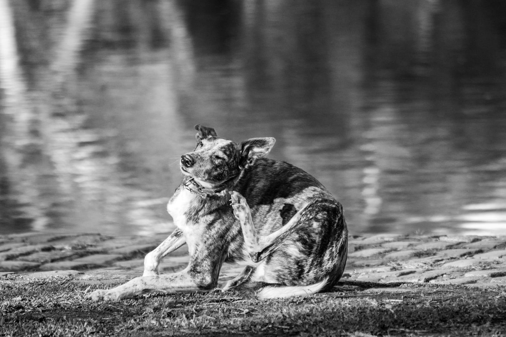 chien qui se gratte
