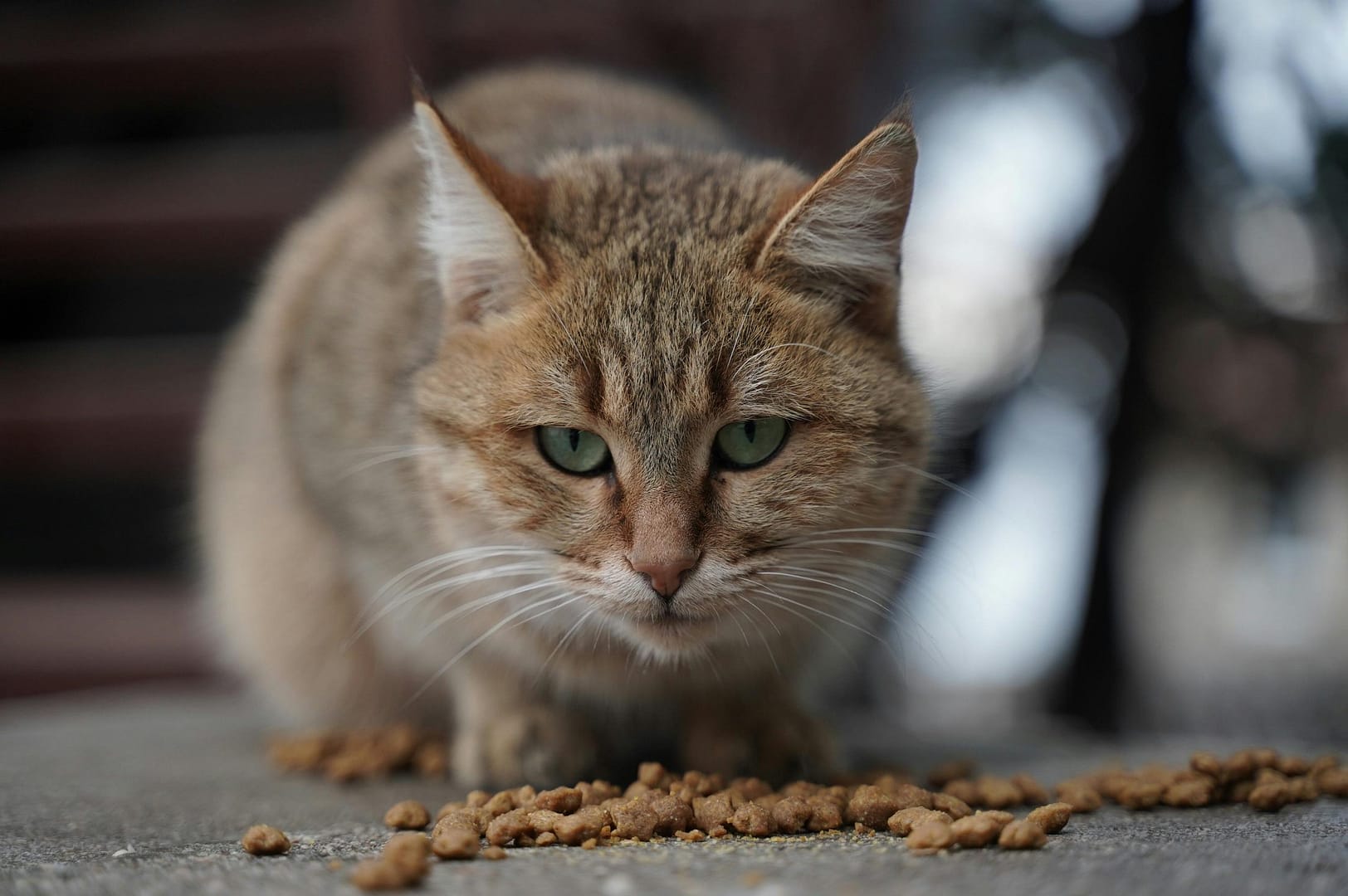 croquette chat stérilisé