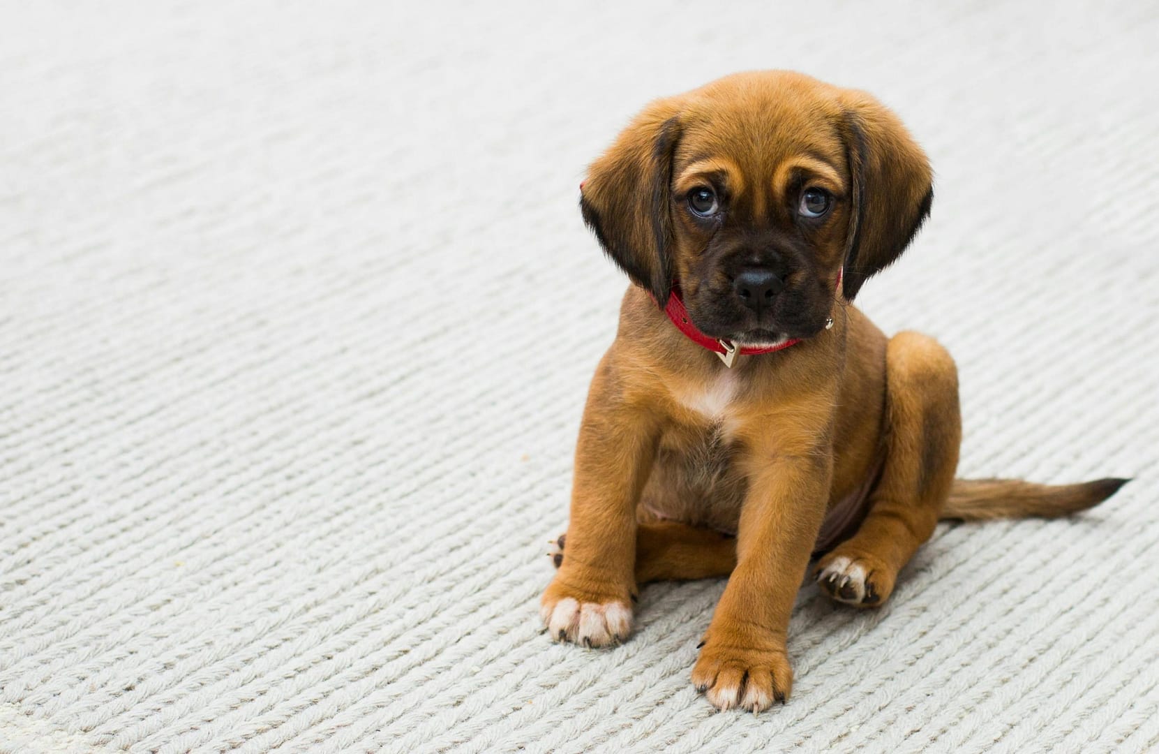 Guide complet des vaccinations pour chiot : calendrier et conseils