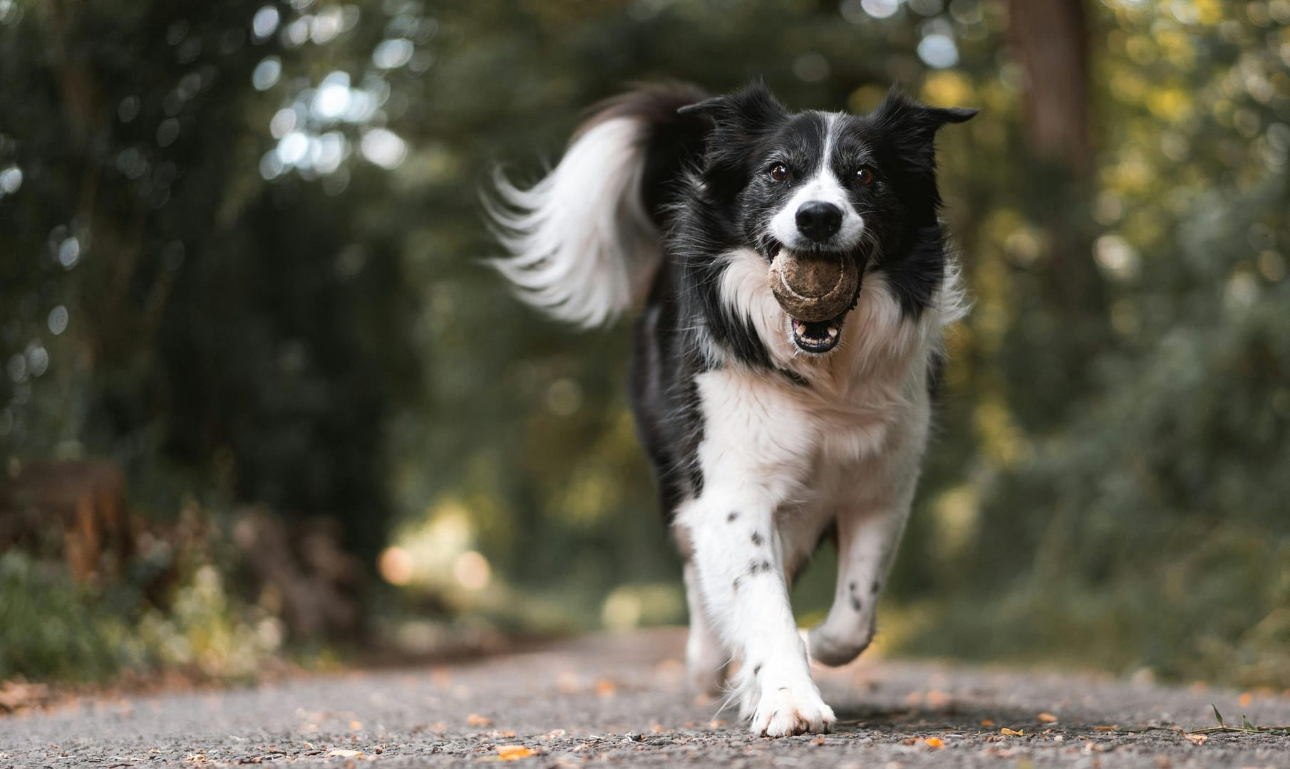 activité chien été