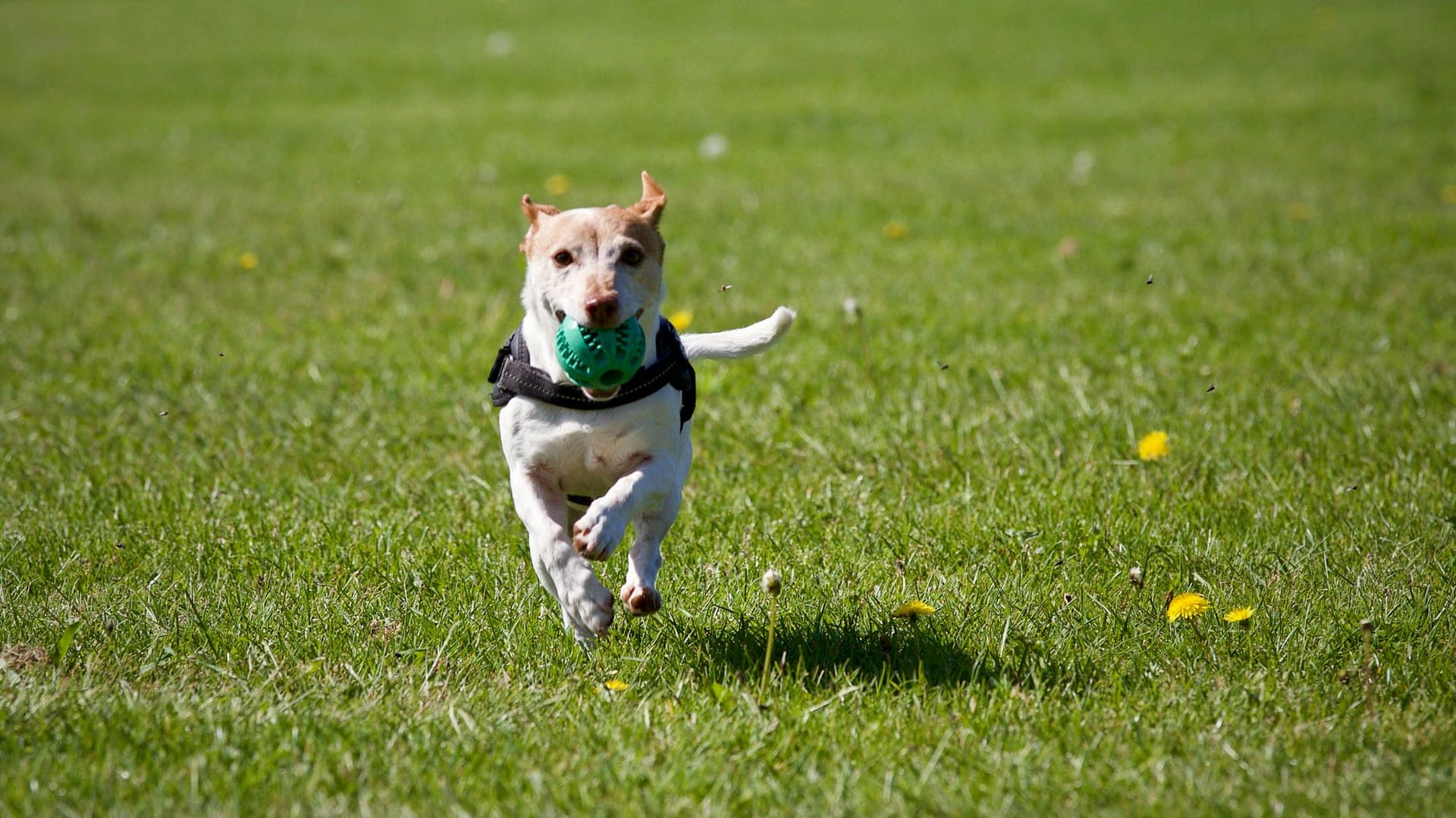 entretenir forme physique chien