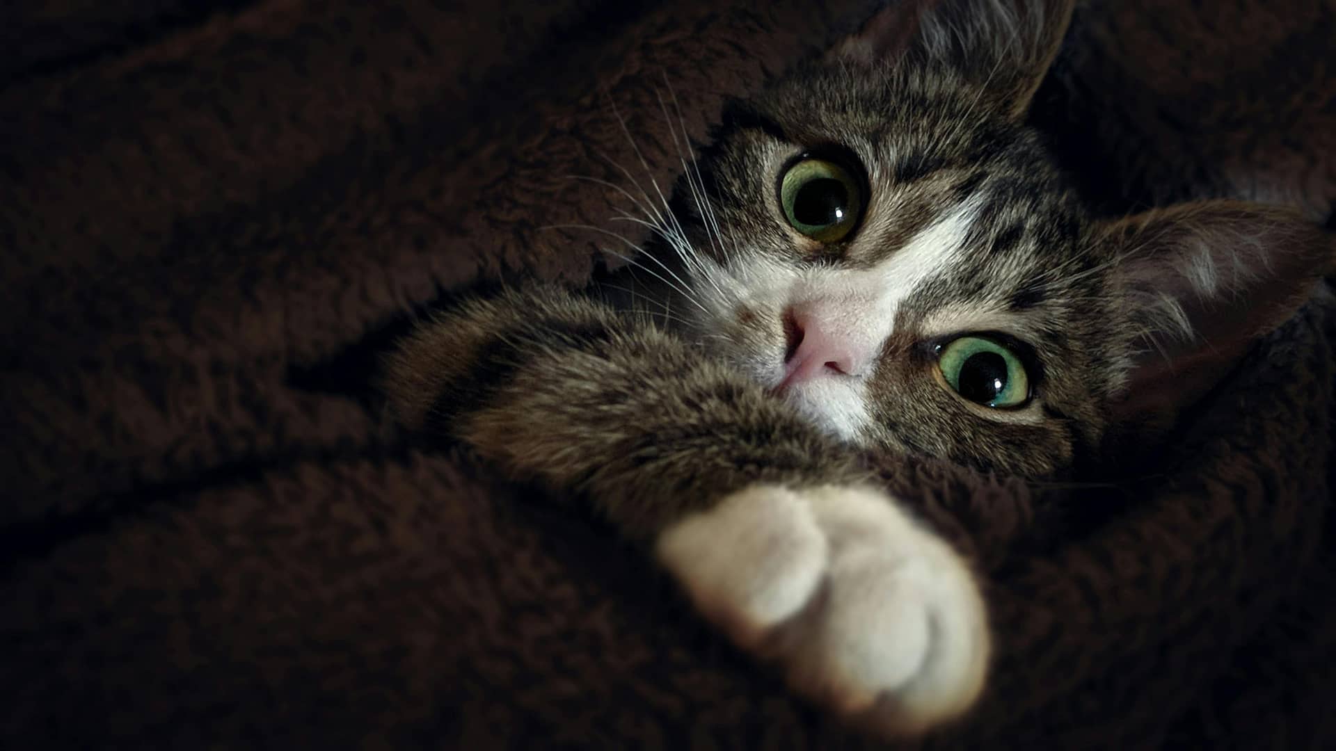 Chat qui perd beaucoup de poils : faut-il s'inquiéter ?