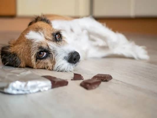 chien qui à mangé du chocolat