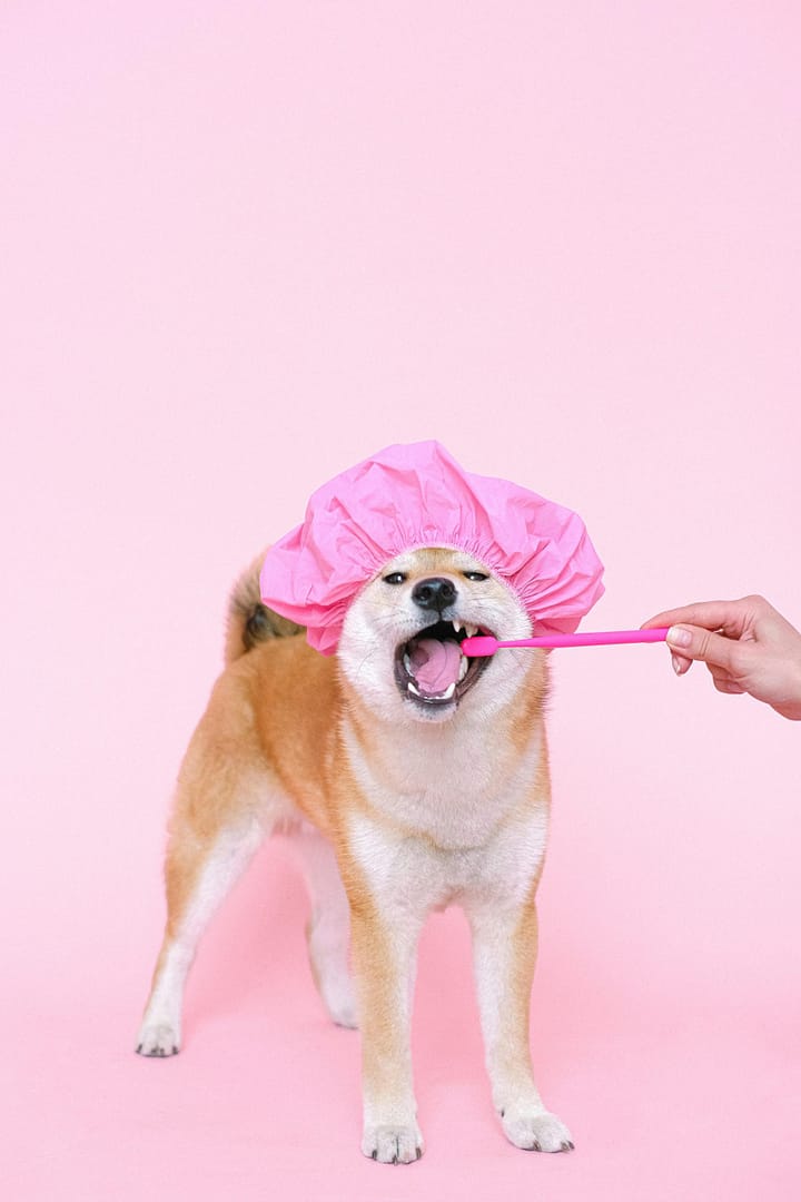 dent chien