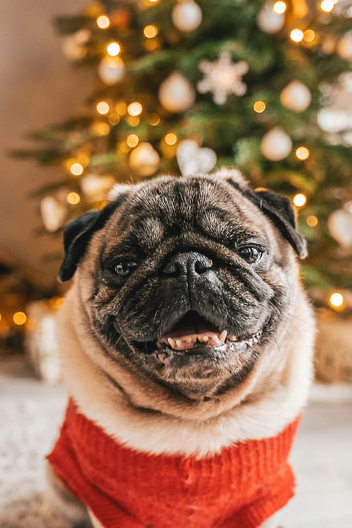 Faire attention au signe de stress de son chien durant les fêtes