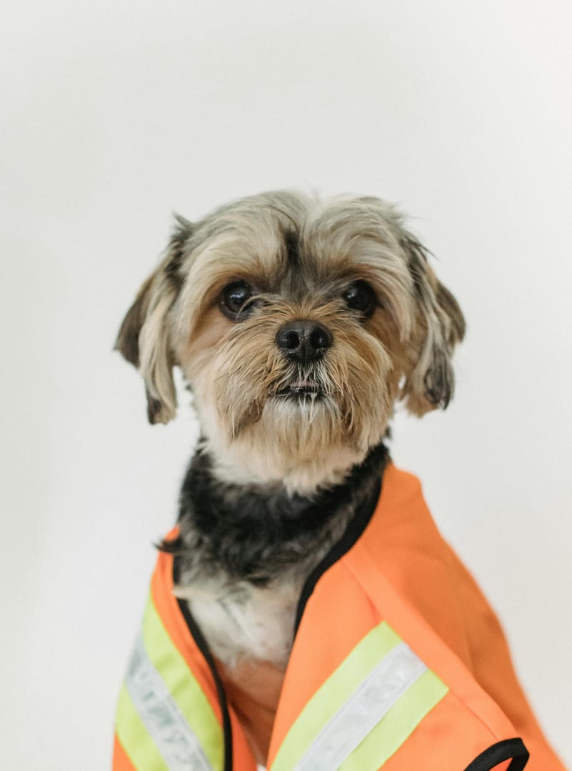 travailler avec son chien